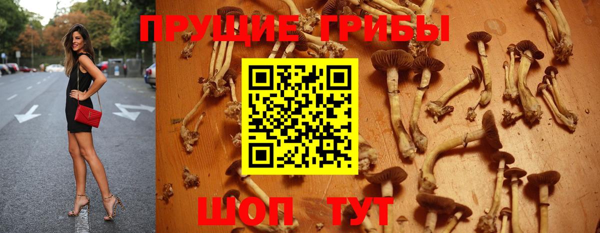 Галлюциногенные грибы Psilocybine cubensis Артёмовский